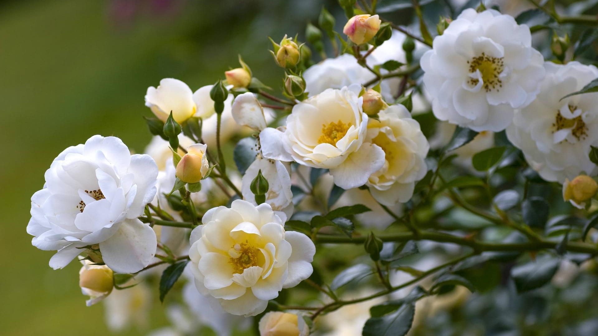 Kleinstrauchrose: Die Bodendecker-Sorte 'Heidesommer' duftet lieblich.