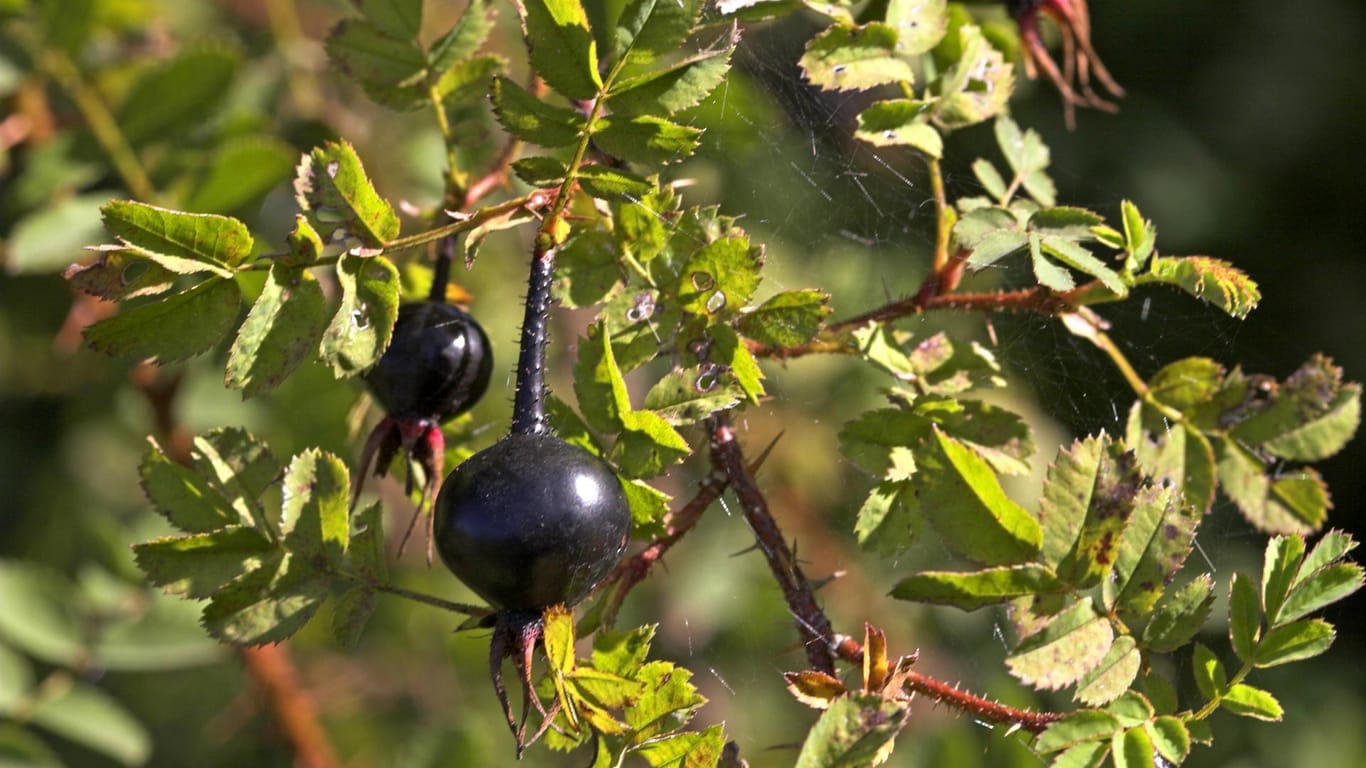 Bibernell-Rose (Rora pimpinellifolia): Die Sorte 'Aicha' bildet schwarze Früchte.