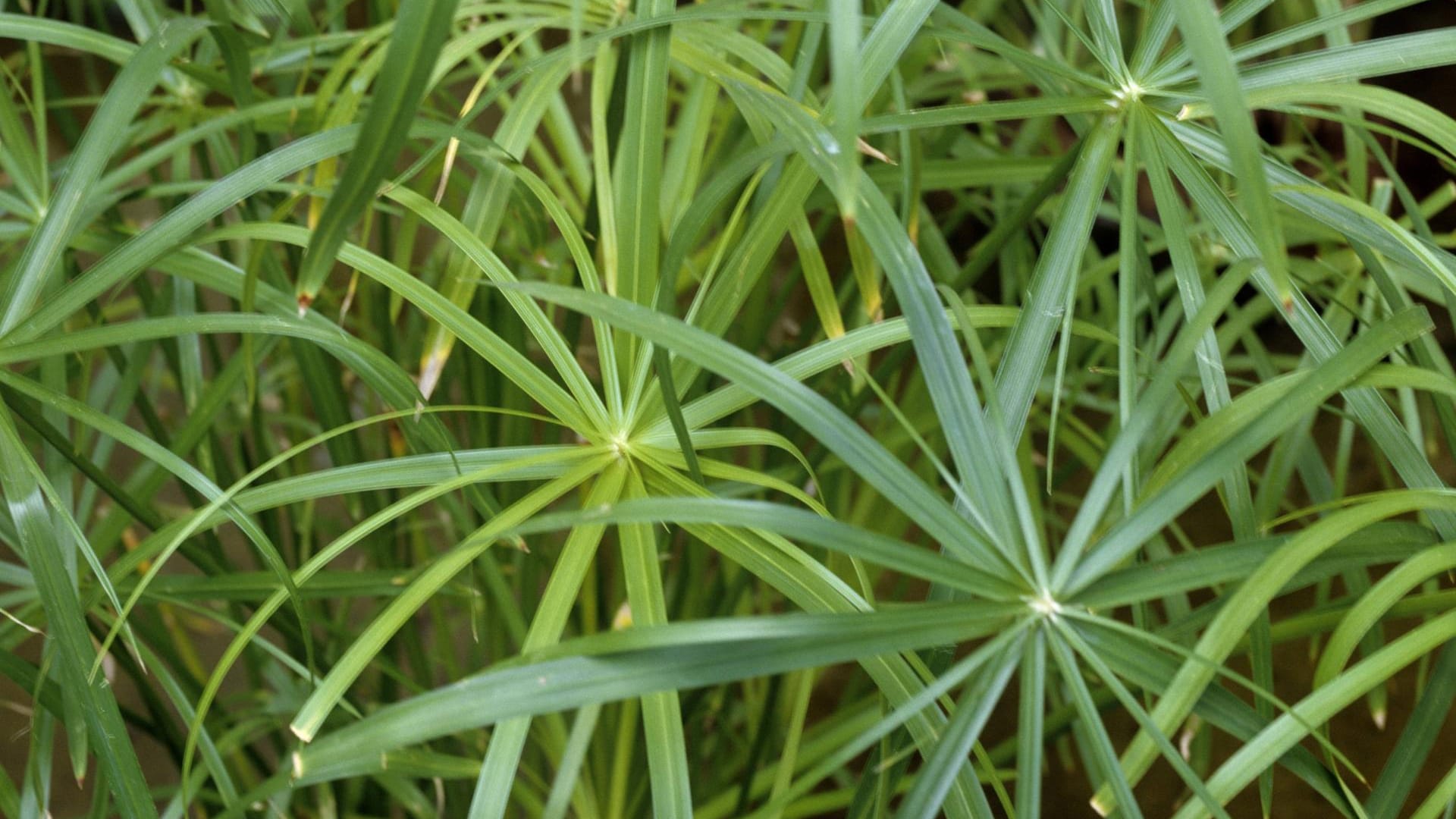 Zyperngras (Cyperus alternifolius): Die dekorativen Blätter sind ein echter Blickfang.