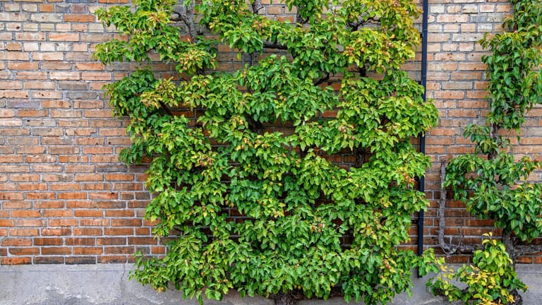 Birnbaum (Pyrus communis): Obst kann auch am Spalier an der Hauswand hochwachsen.