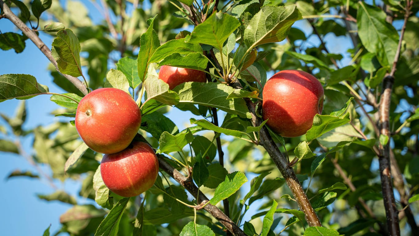 Apfelbaum: Er gilt als der bekannteste und wichtigste Obstbaum.