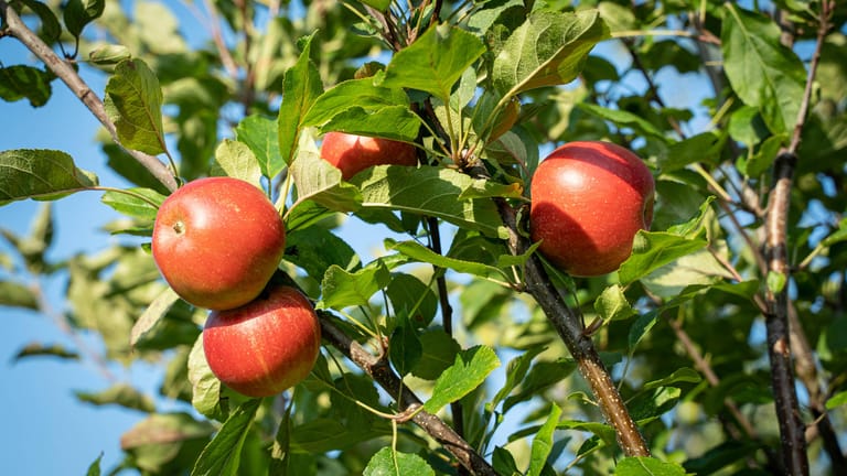 Apfelbaum: Er gilt als der bekannteste und wichtigste Obstbaum.