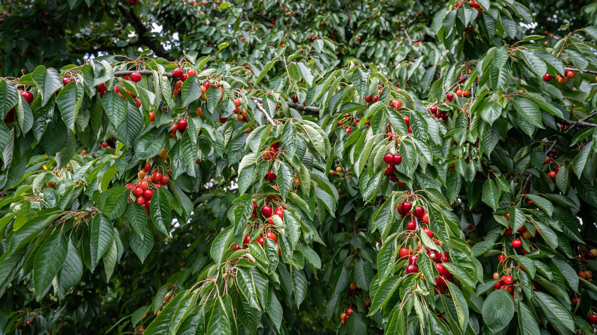 Süßkirschbaum (Prunus avium): Er kann durchschnittlich etwa 45 bis 55 Jahre alt werden.