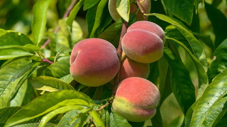 Pfirsichbaum (Prunus persica): Der lateinische Name bedeutet übersetzt 'persischer Apfel'.