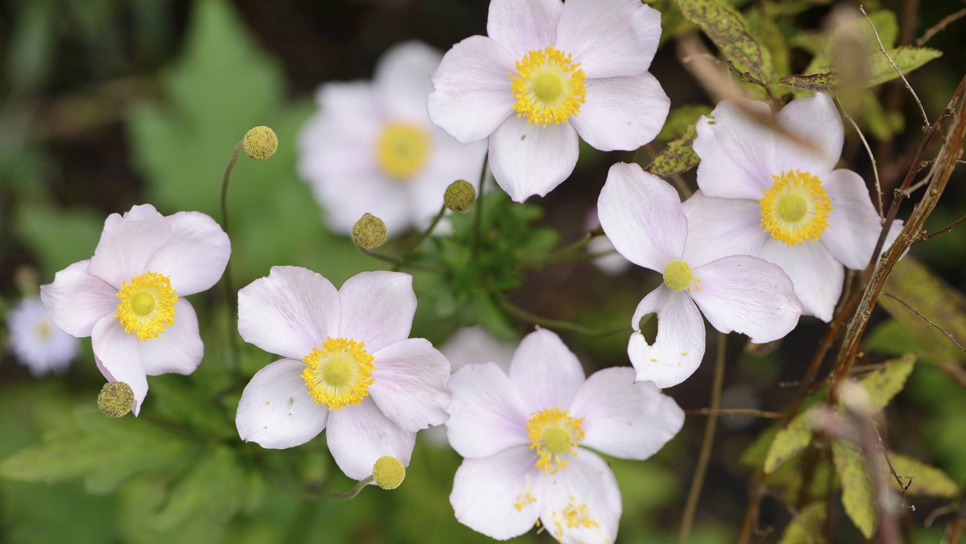 Herbstanemone (Anemone japonica): Sie mag einen sonnigen Standort.