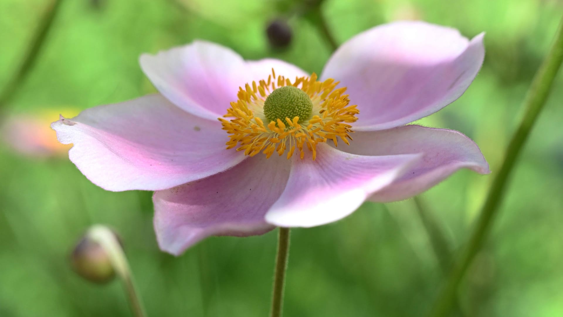 Herbstanemone (Anemone hupehensis): Sie ist eine Pflanzenart aus der Gattung der Anemonen.