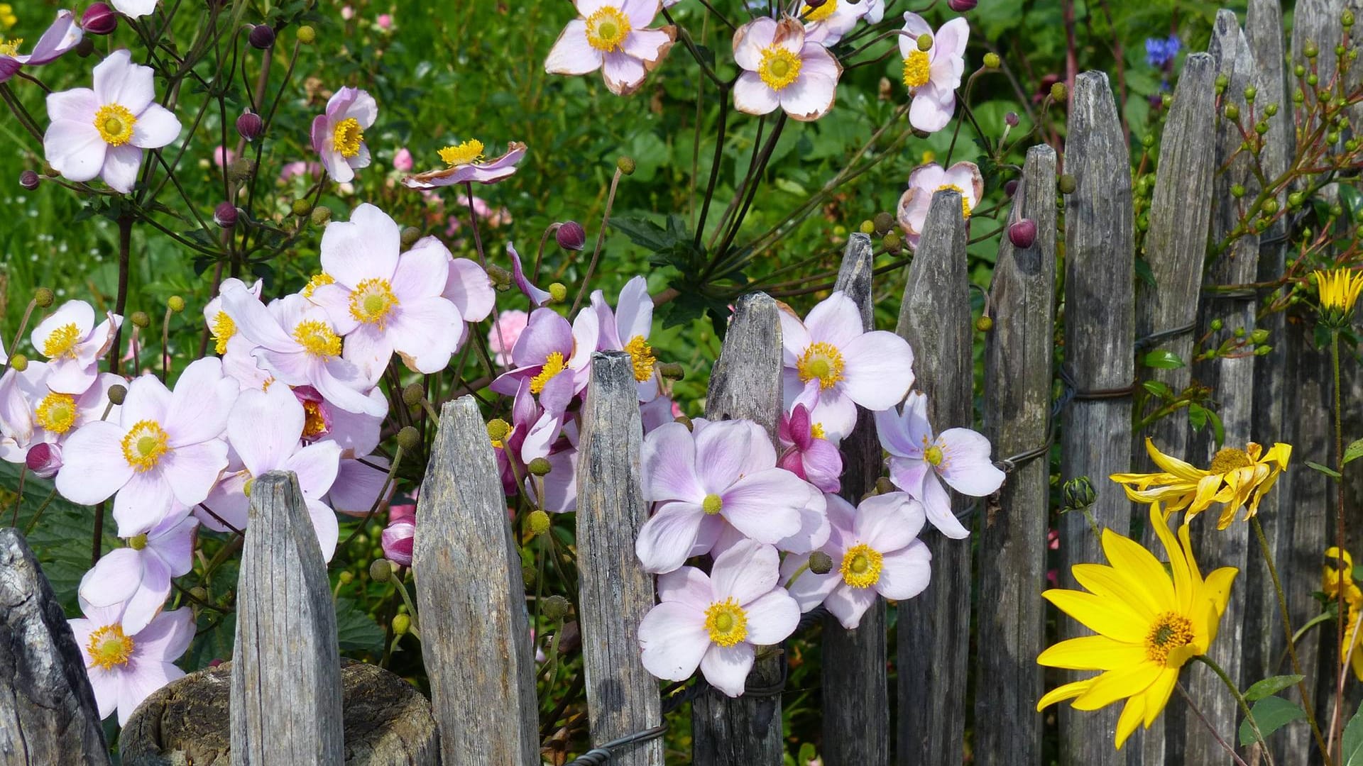 Herbstanemone (Anemone hupehensis): Sie lässt sich gut mit anderen Gartenpflanzen kombinieren.