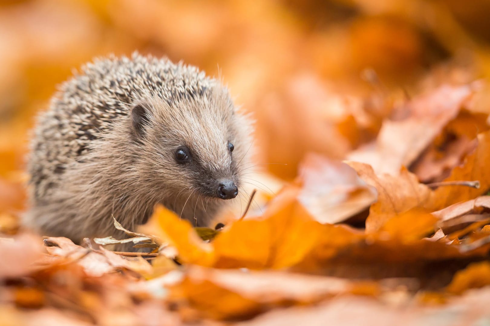 Igel: Igel sind nachtaktiv und nur selten tagsüber anzutreffen.