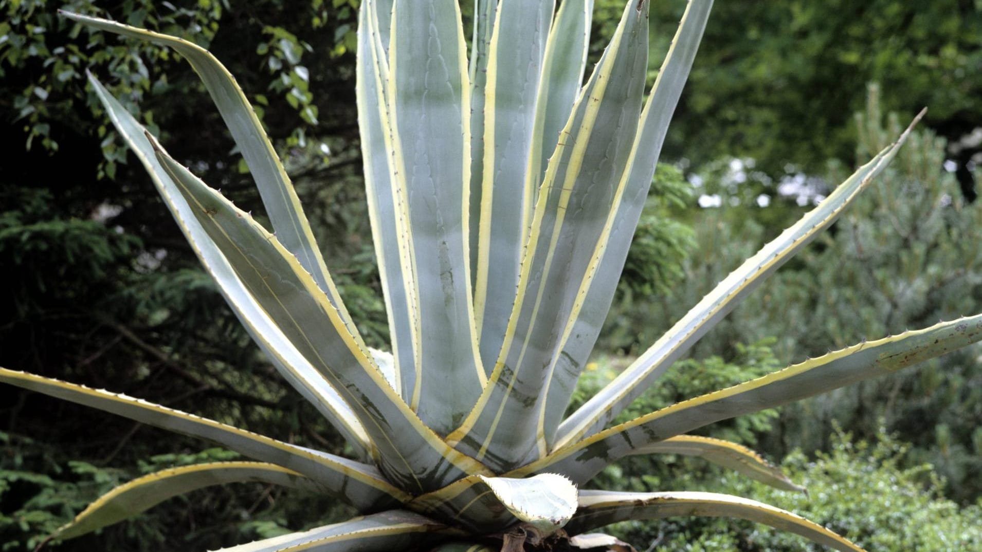 Amerikanische Agave (Agave americana): Sie ist eine der bekanntesten Agaven-Arten.