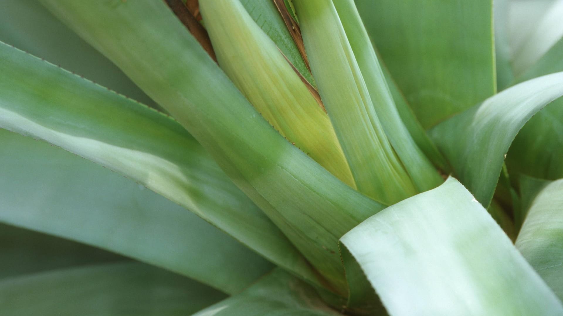 Blaue Agave (Agave tequilana): Sie heißt auch Tequila-Agave. In ihrer Heimat wird sie zu hochprozentigem Tequila verarbeitet.