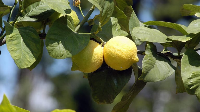 Zitronenbaum (Citrus limon): Er muss vorm ersten Nachtfrost ins Winterquartier umziehen.