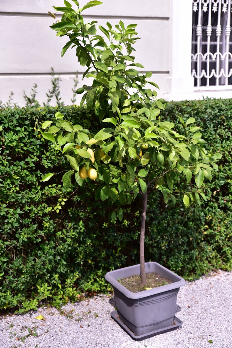 Zitronenbaum (Citrus limon): Er sollte rechtzeitig ins Winterquartier umziehen.