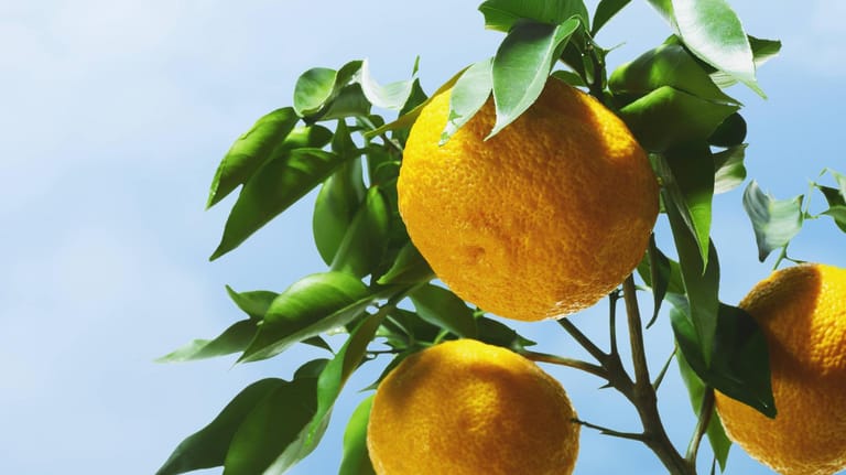 Yuzu (Citrus juno): Sie ist auch als japanische Zitrone bekannt.