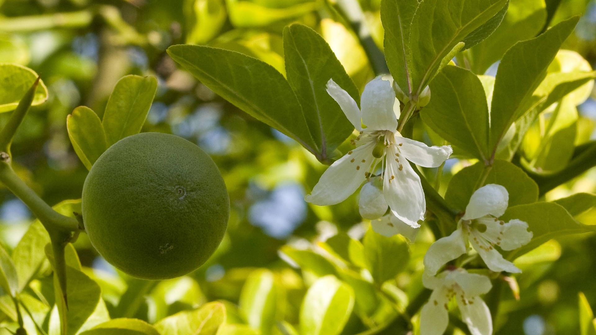 Dreiblättrige Orange (Poncirus trifoliata): Die Zitrusverwandte wird auch als Bitterorange bezeichnet.