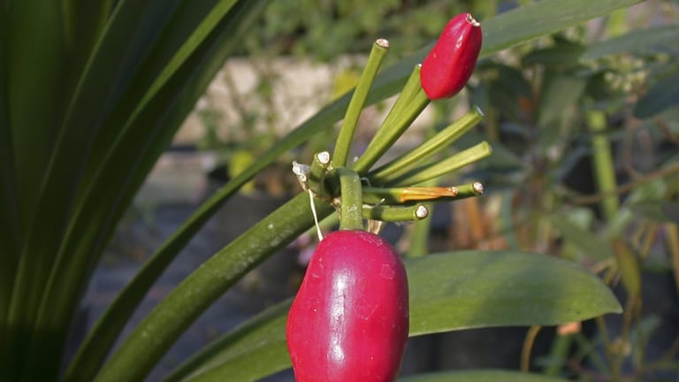 Klivie (Clivia miniata): Ihre Früchte sind rote, giftige Beeren.
