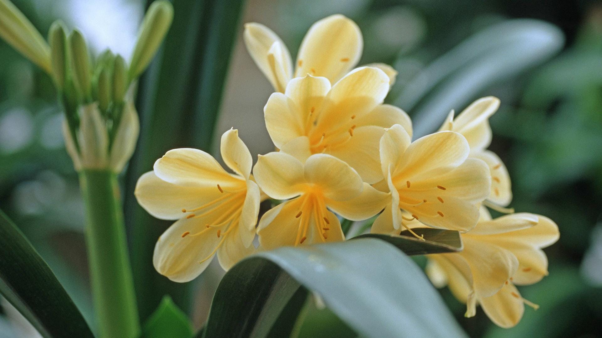 Klivie (Clivia miniata): Die gelb-blühende Sorte 'Citrina' ist seltener.