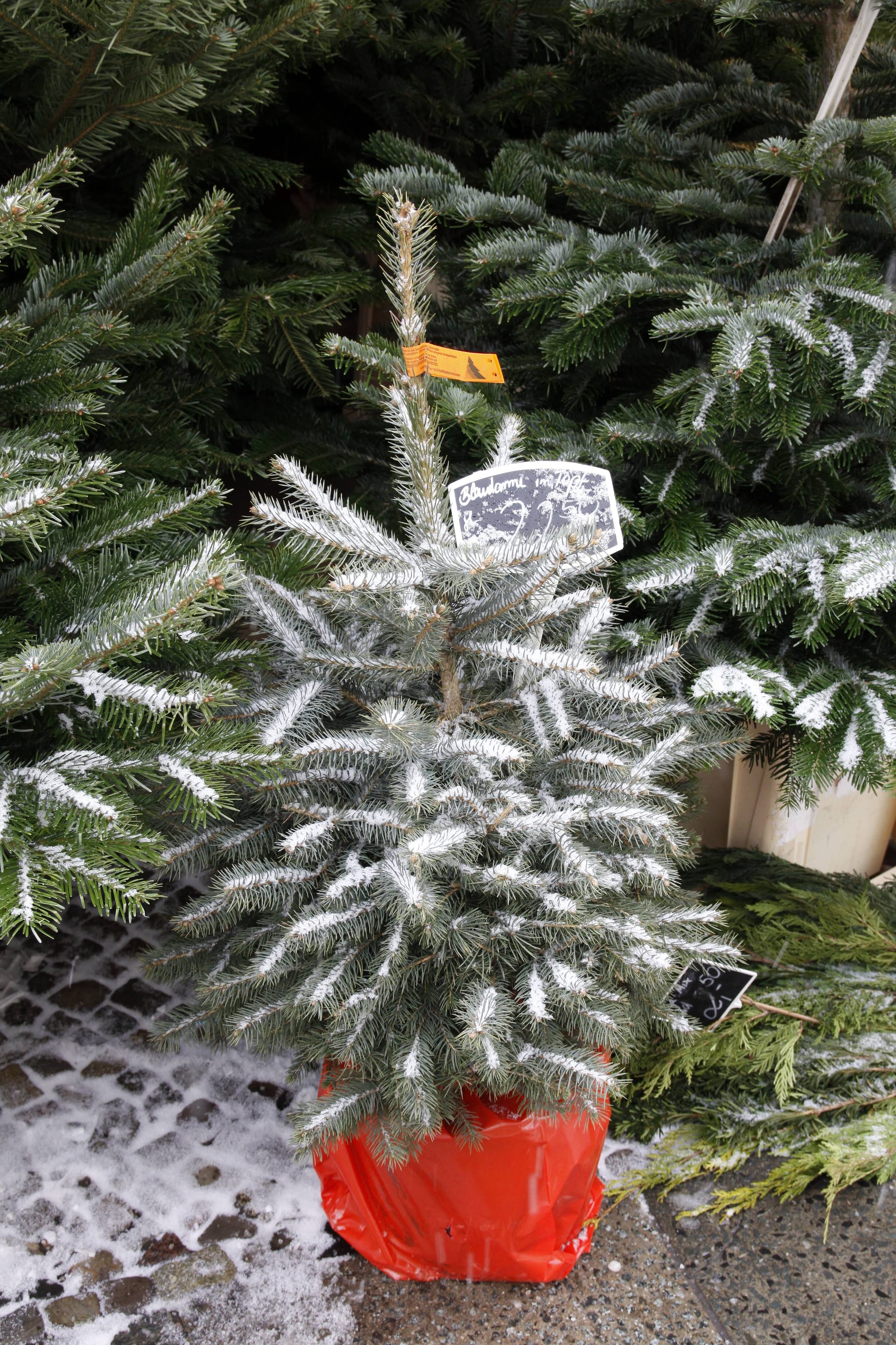 Weihnachtsbaumverkauf: Der Handel bietet auch Nadelbäume im Topf an.