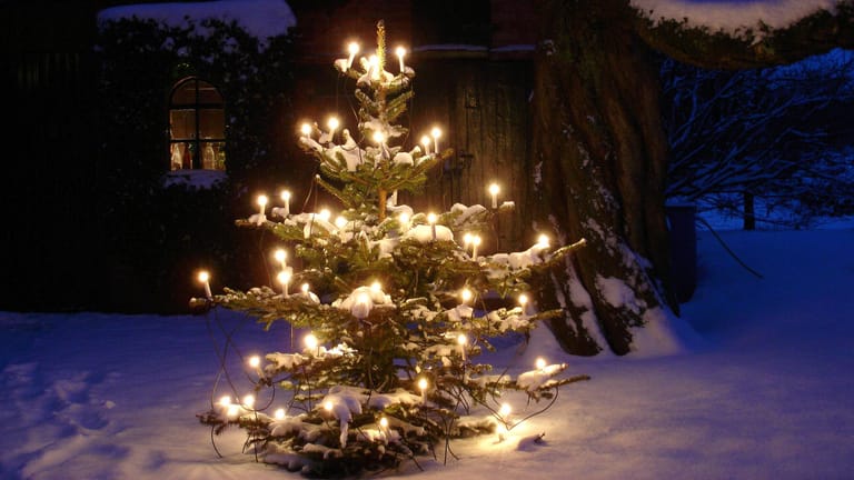 Weihnachtsbaum im Garten: Exemplare aus dem Topf wachsen auch im Freien an.