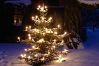 Weihnachtsbaum im Topf: Kaufen,..