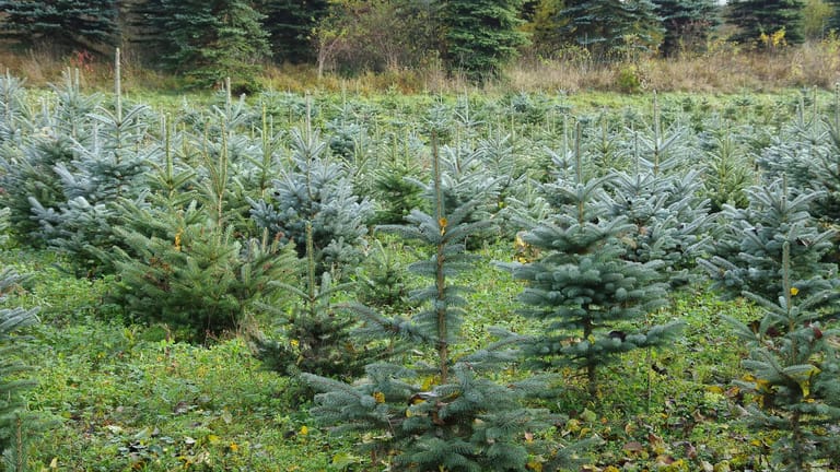 Plantage mit Weihnachtsbäumen für den Topf: Sie sollten in der Aufzucht mehrfach verpflanzt werden.