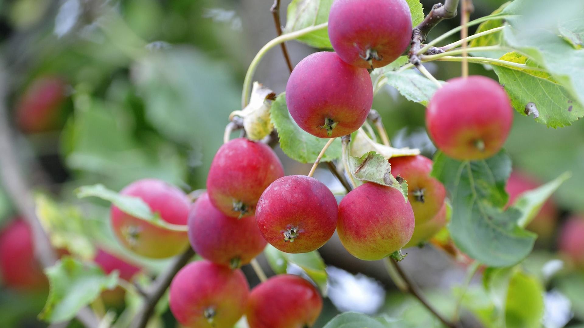 Zierapfel (Malus toringo var. sargentii): Er gedeiht gut in sonniger bis halbschattiger Lage.