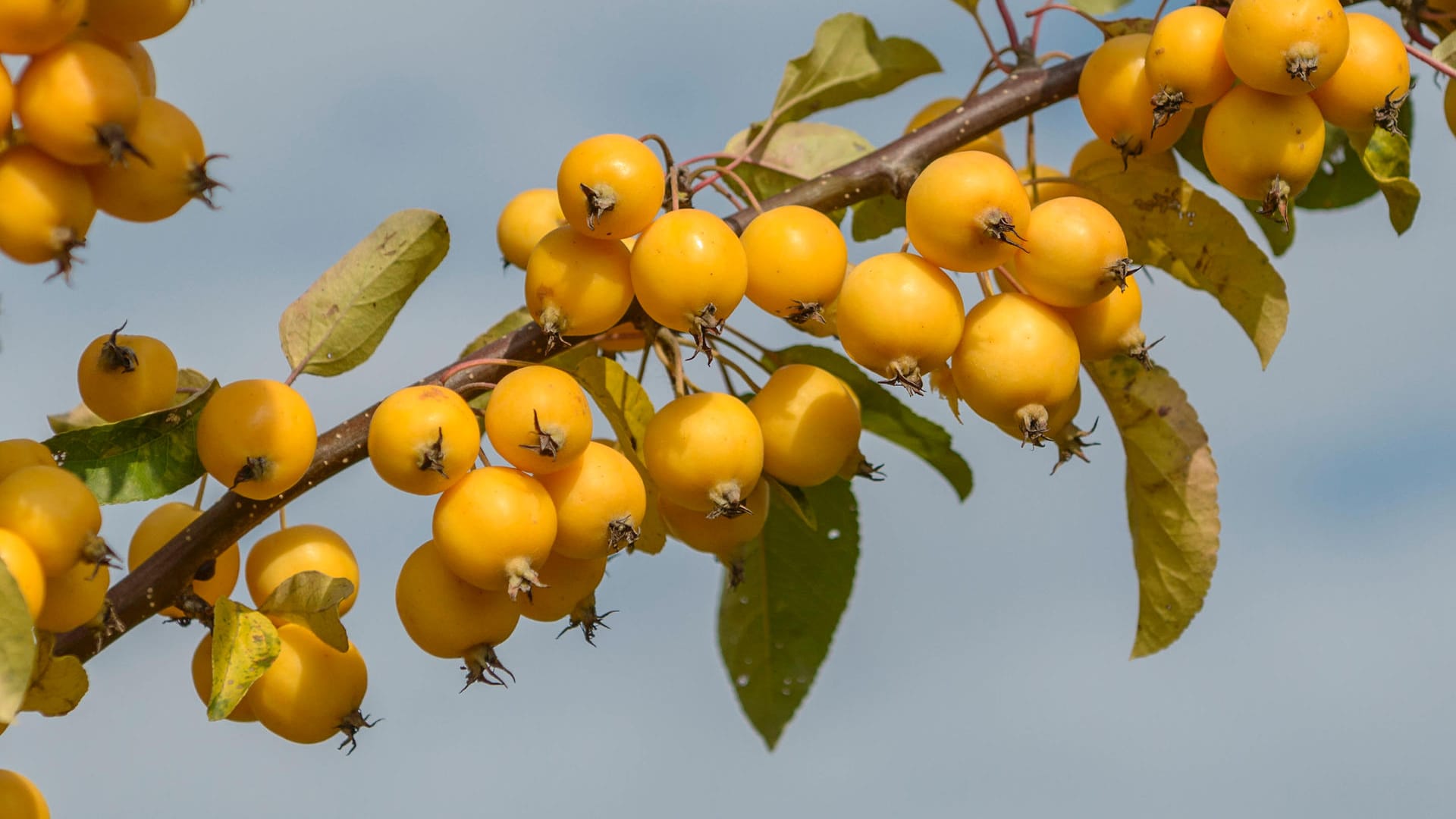 Zierapfel (Malus): Die Sorte 'Golden Hornet' kann zu Gelee verarbeitet werden.