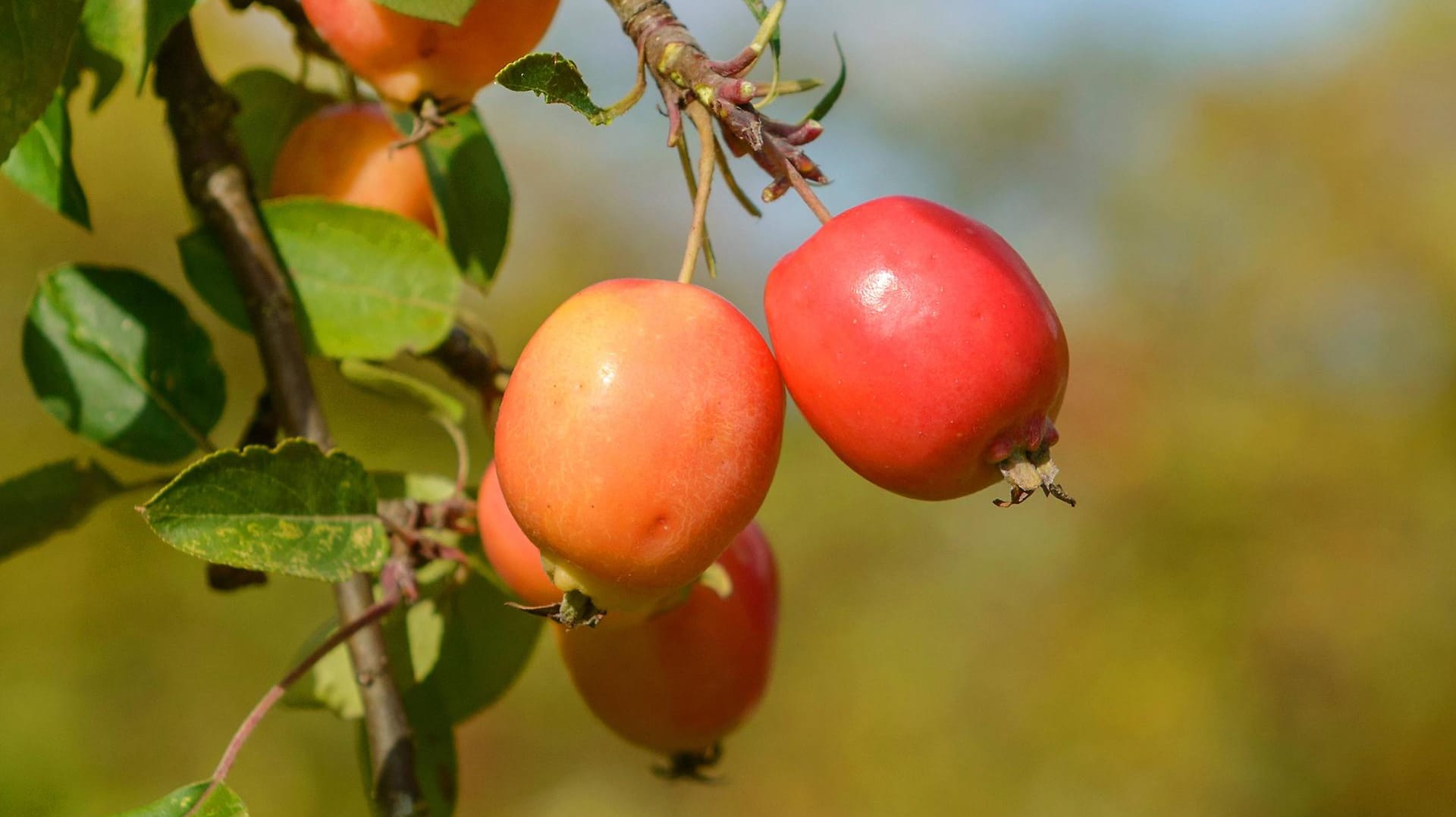 Zierapfel (Malus): 'John Downie' zählt zu den großfruchtigen essbaren Sorten.