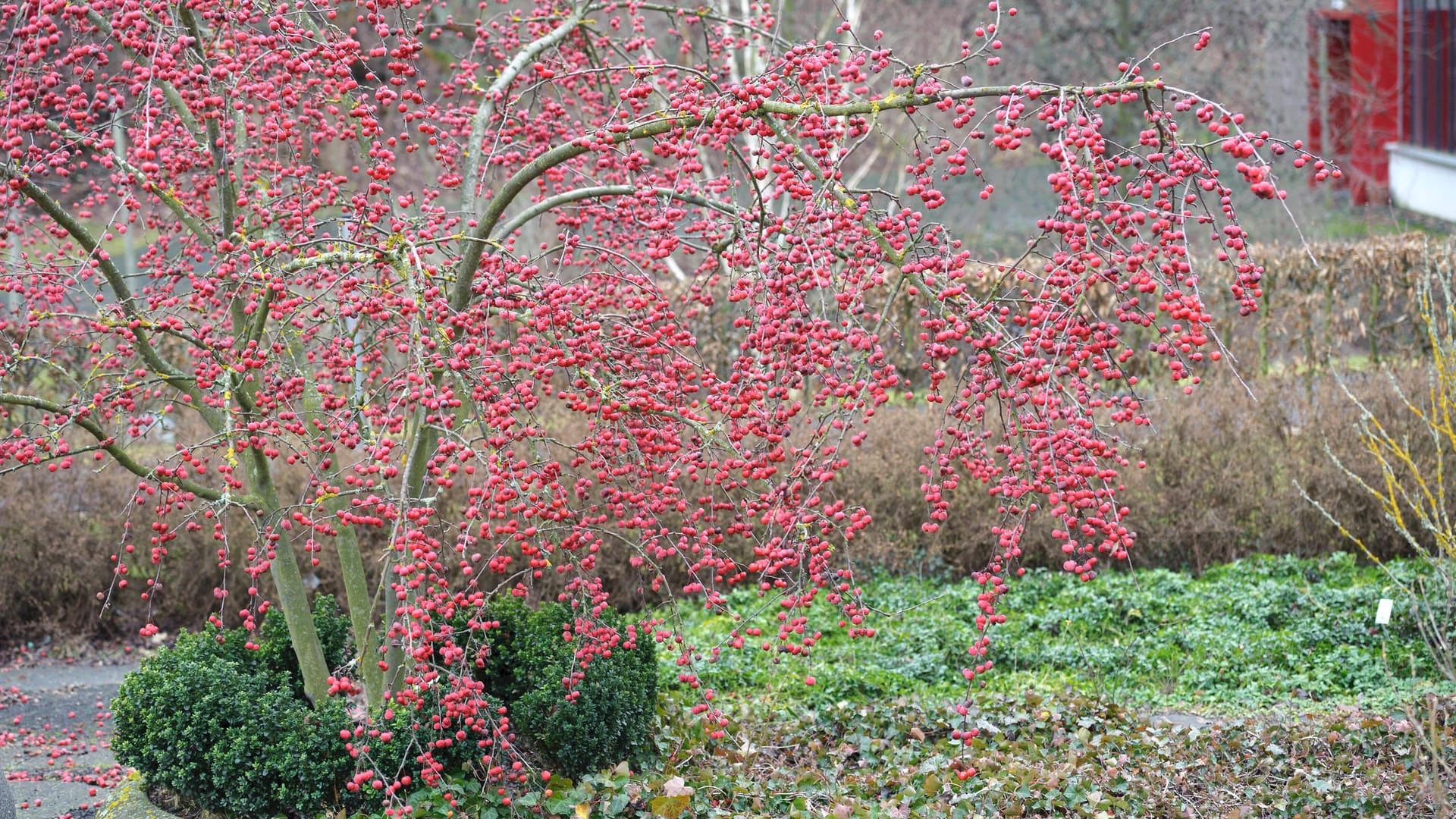 ZZierapfel (Malus): Die Sorte 'Red Sentinel' als kleiner Gartenstrauch.