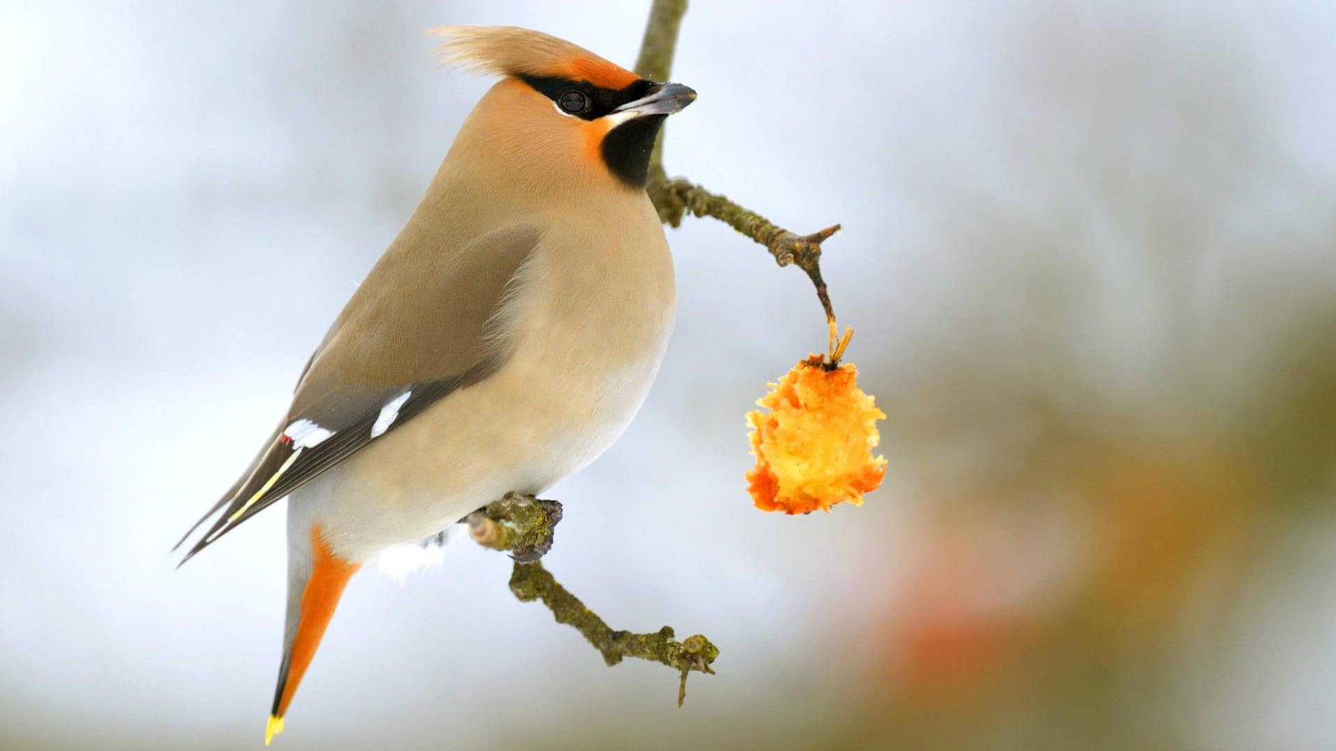 Seidenschwanz (Bombycilla garrulus): Er besucht unsere Gärten nur als Wintergast.