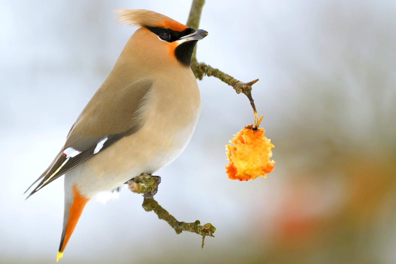 Seidenschwanz (Bombycilla garrulus): Er besucht unsere Gärten nur als Wintergast.