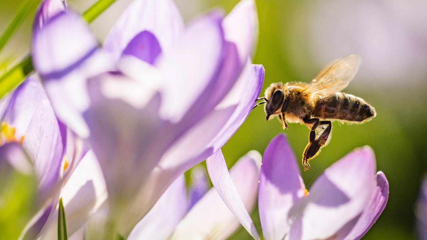 Krokusse: Sie sind wichtige Nektarquellen für Hummeln und Bienen.