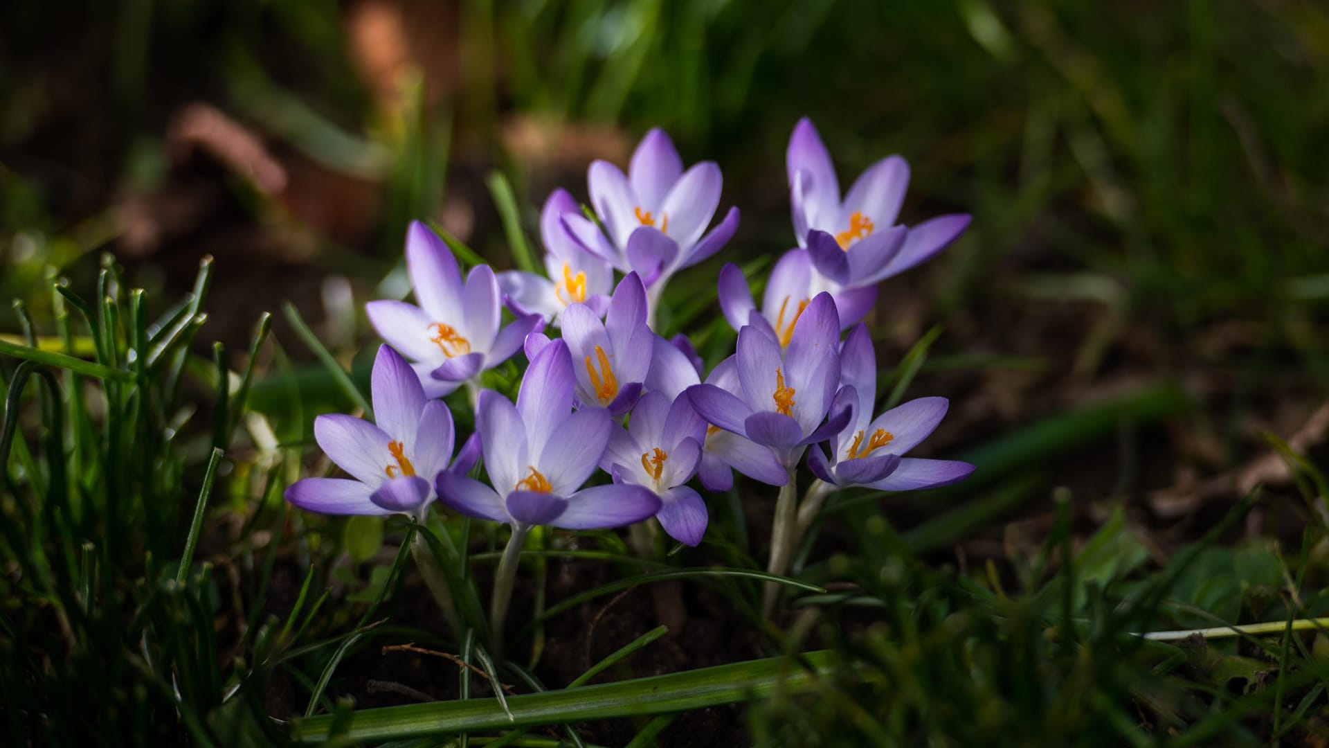 Frühlingsanzeiger: Mit den Krokussen erwacht die Natur aus der Winterruhe und zaubert erste Farbtupfer in den Garten.