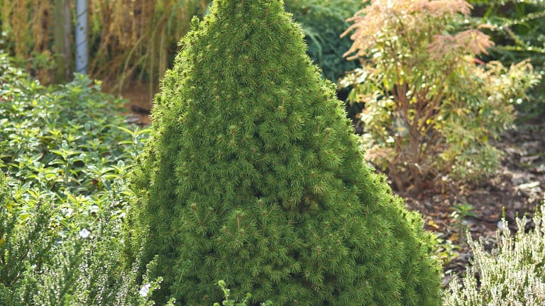 Zuckerhut-Fichte (Picea glauca): Die Sorte 'Conica' wächst langsam, kompakt und streng kegelförmig.