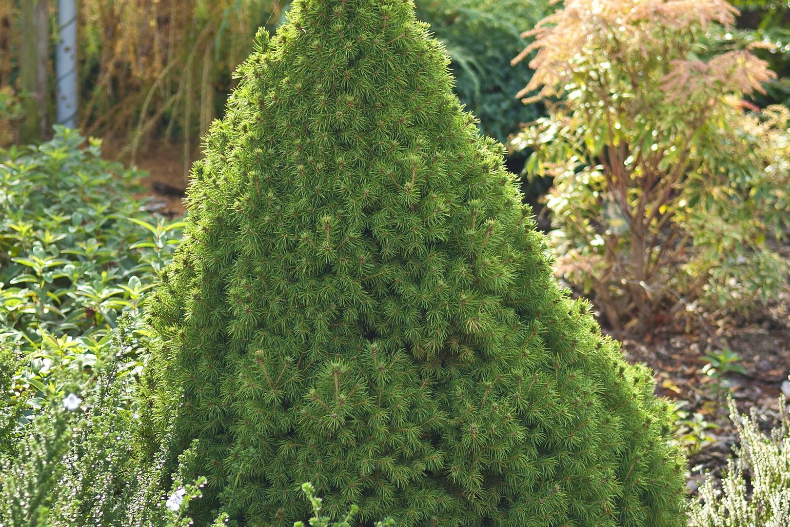 Zuckerhut-Fichte (Picea glauca): Die Sorte 'Conica' wächst langsam, kompakt und streng kegelförmig.