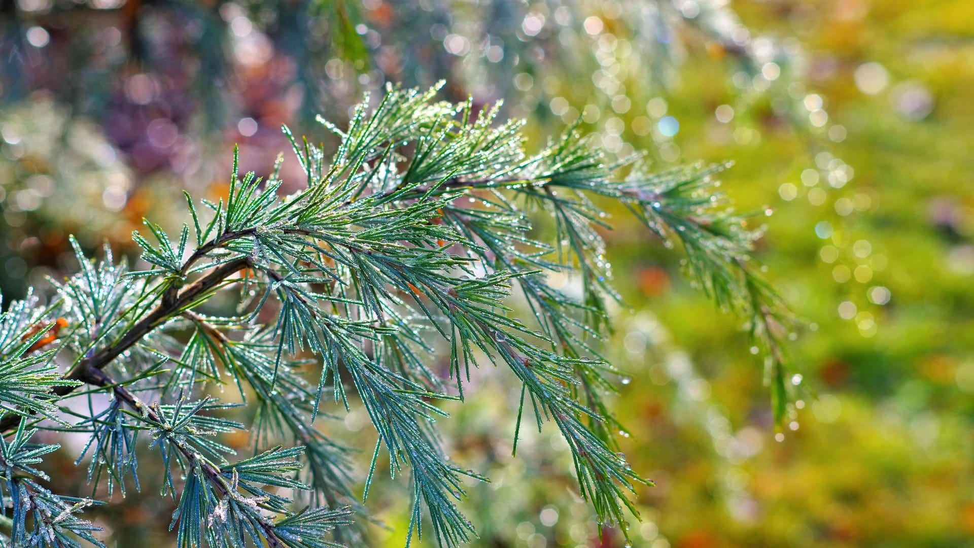 Himalaya-Zeder (Cedrus deodara): Ihr Markenzeichen sind die blau-grünen Nadeln.