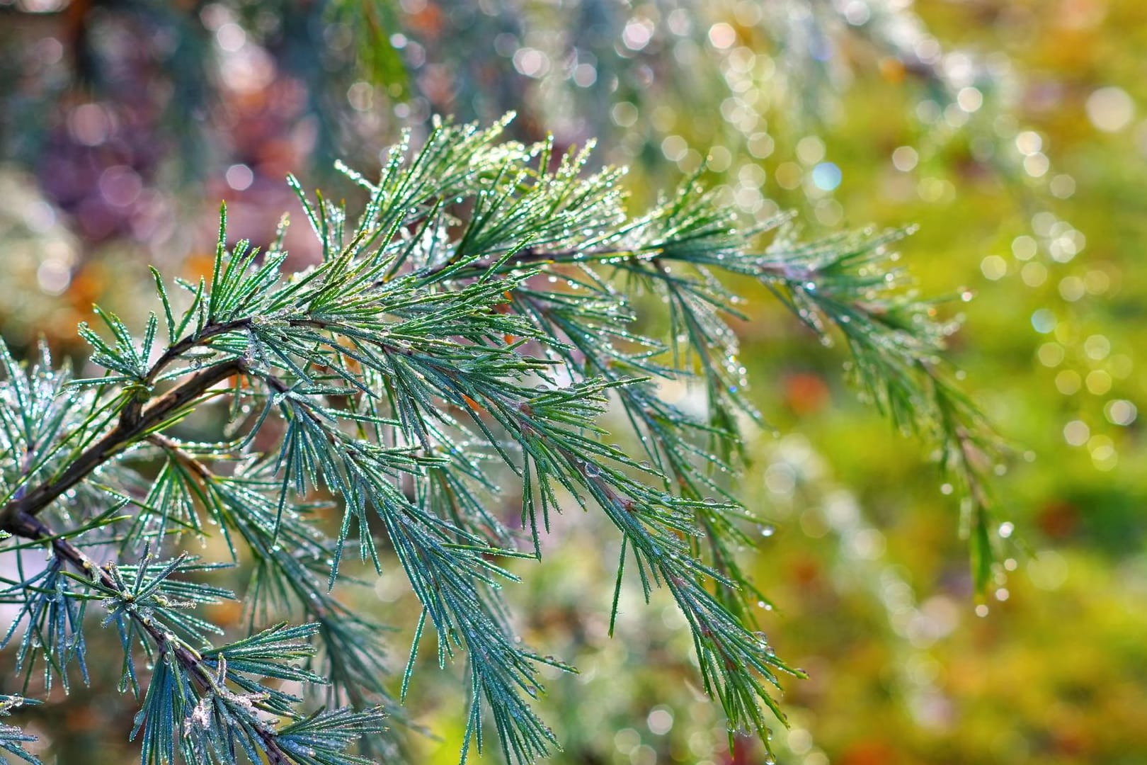 Himalaya-Zeder (Cedrus deodara): Ihr Markenzeichen sind die blau-grünen Nadeln.