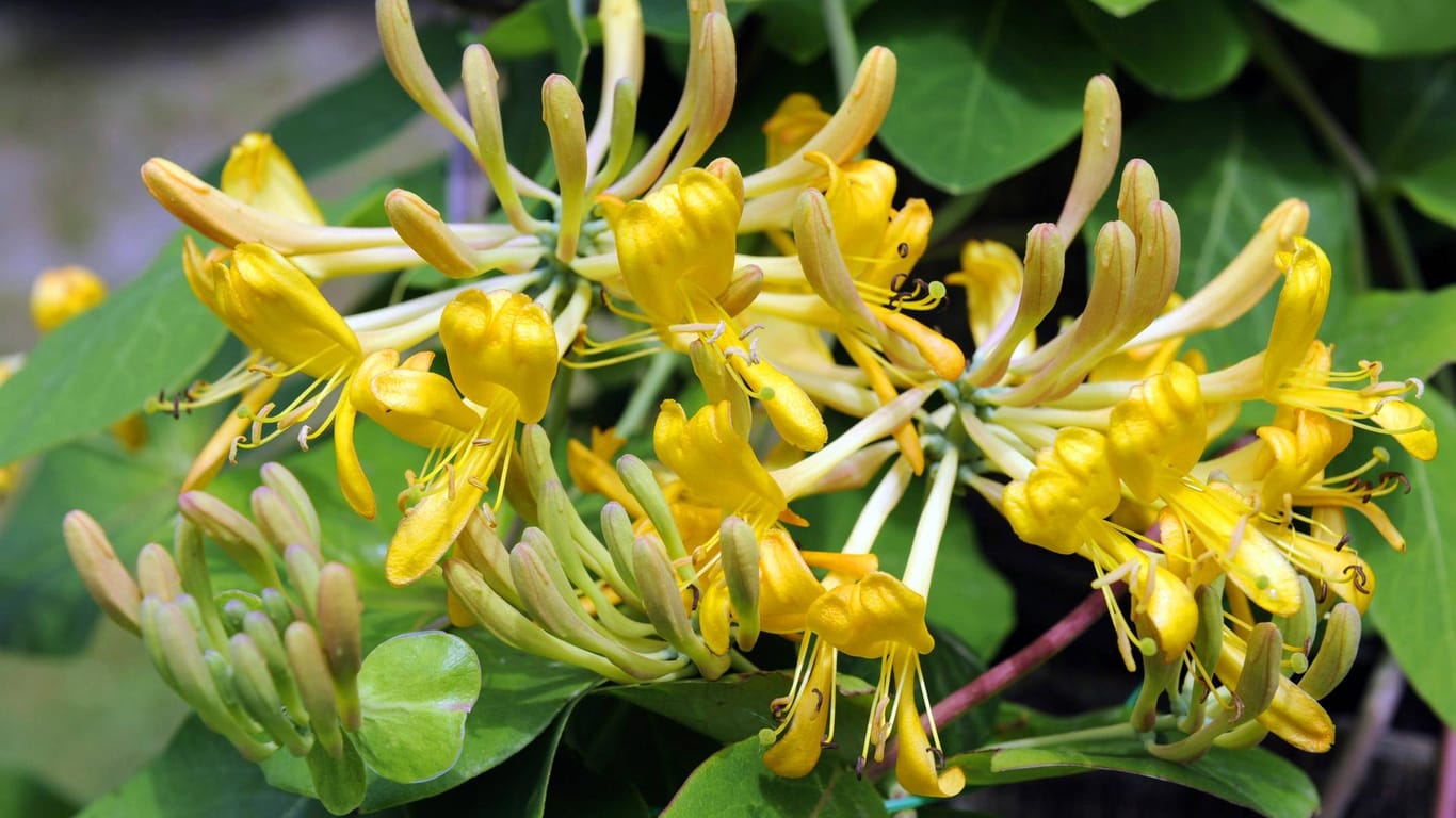 Gelbes Geißblatt (Lonicera henryi): Die dekorative Kletterpflanze blüht vom Späfrühling bis in den Hochsommer.