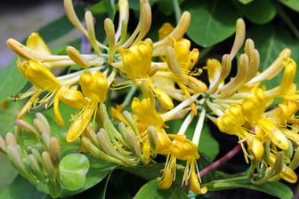 Gelbes Geißblatt (Lonicera henryi): Die dekorative Kletterpflanze blüht vom Späfrühling bis in den Hochsommer.