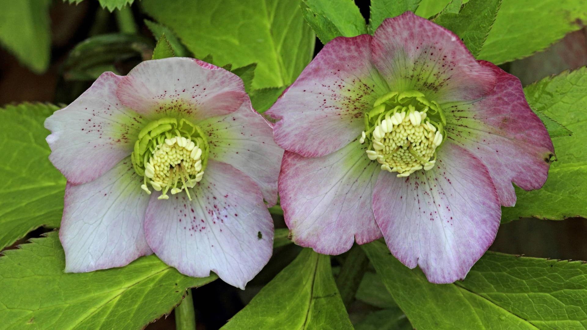 Frühlings-Schneerose: Die Christrose gibt es in verschiedenen Kreuzungen, wie beispielsweise die Blue Lady (Helleborus orientalis-Hybrid).