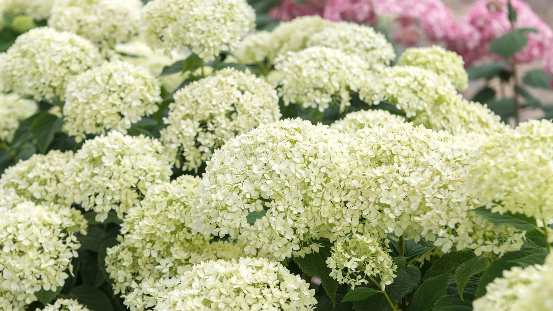 Schneeballhortensie Waldhortensie mit weißen Blüten