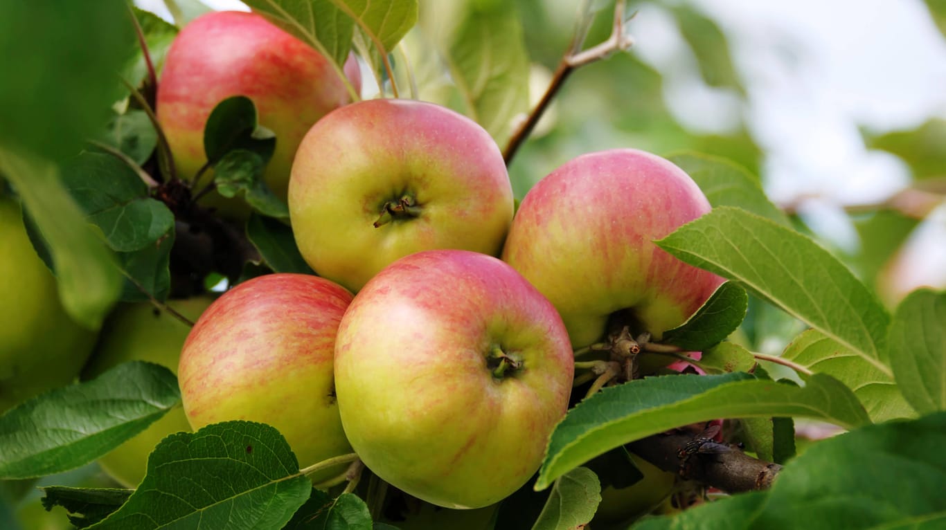 Apfelsorte 'Gravensteiner': Sie ist als Snack oder zum Weiterverarbeiten geeignet.
