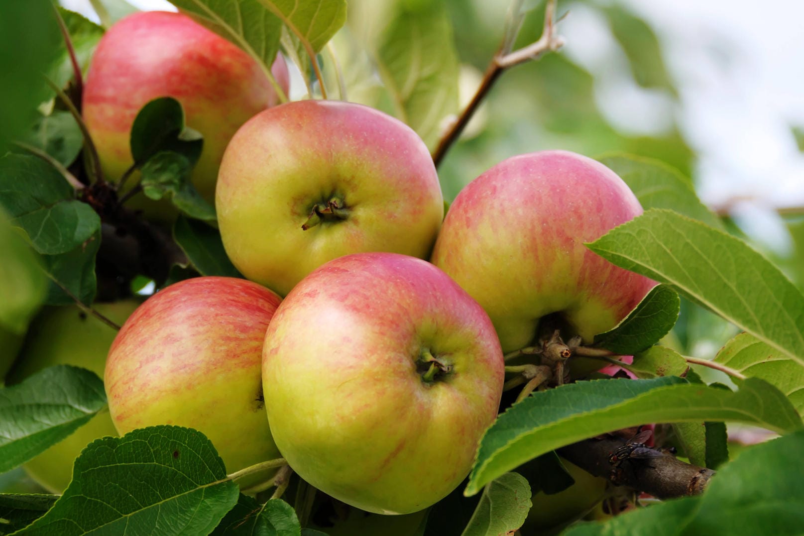 Apfelsorte 'Gravensteiner': Sie ist als Snack oder zum Weiterverarbeiten geeignet.