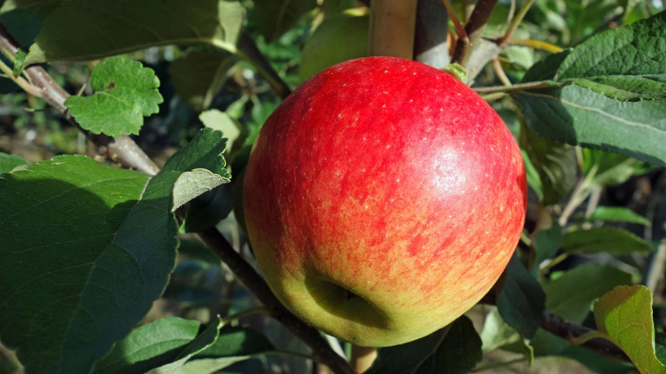 Apfelsorte 'Jonagold': Sie gehört zu den beliebtesten Sorten der Welt.
