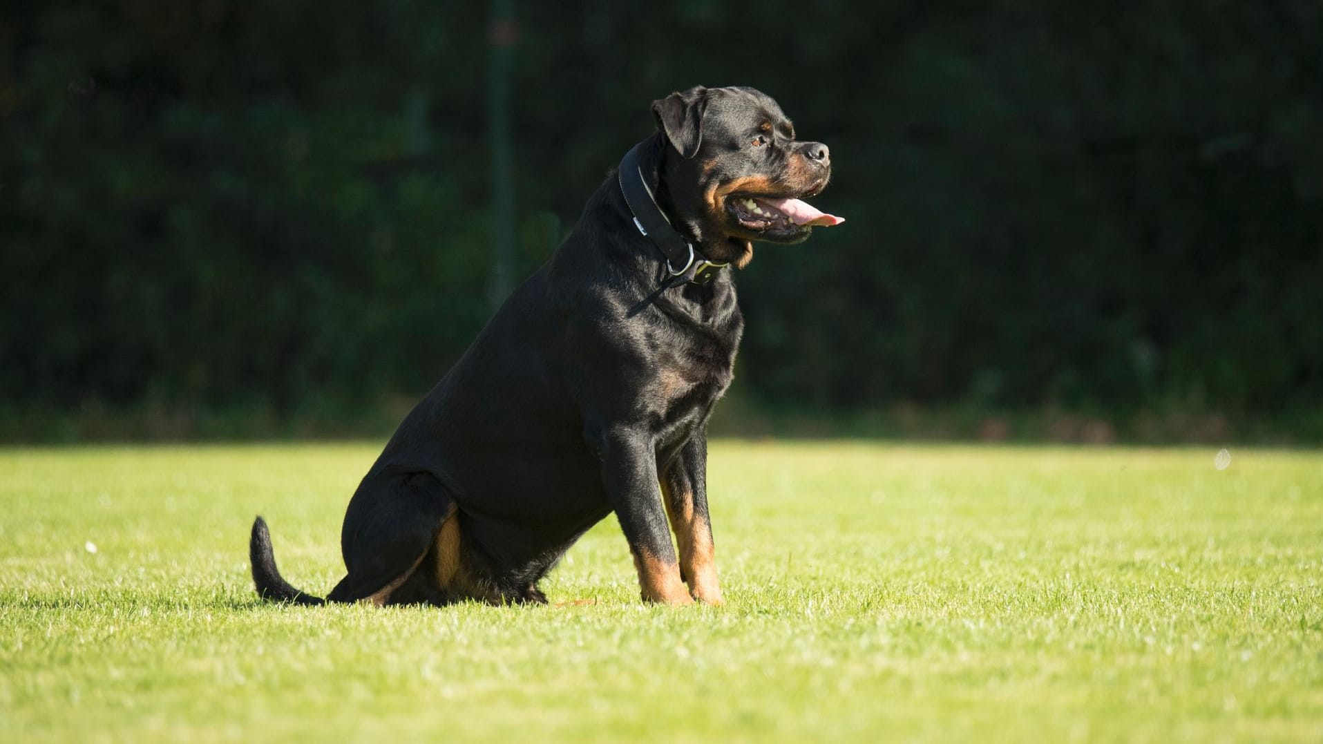 Rottweiler: Diese Hunderasse ist eher als Wachhund geeignet.