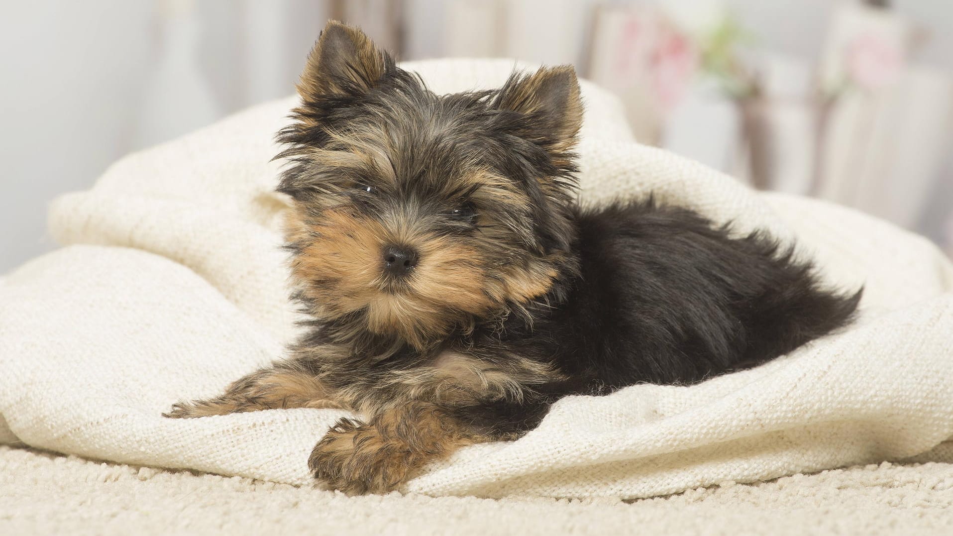 Ein Yorkshire-Terrier-Welpe: Junge Hunde fordern viel Geduld und Erziehungsmaßnahmen.