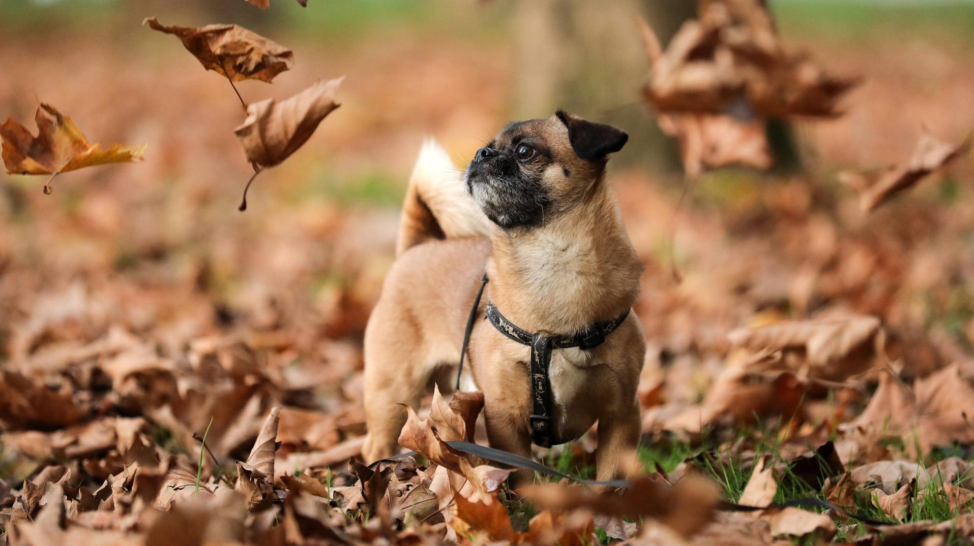 Ein Pekingese: Bevor Sie sich für einen Hund als Haustier entscheiden, sollten Sie diese Punkte bedenken.