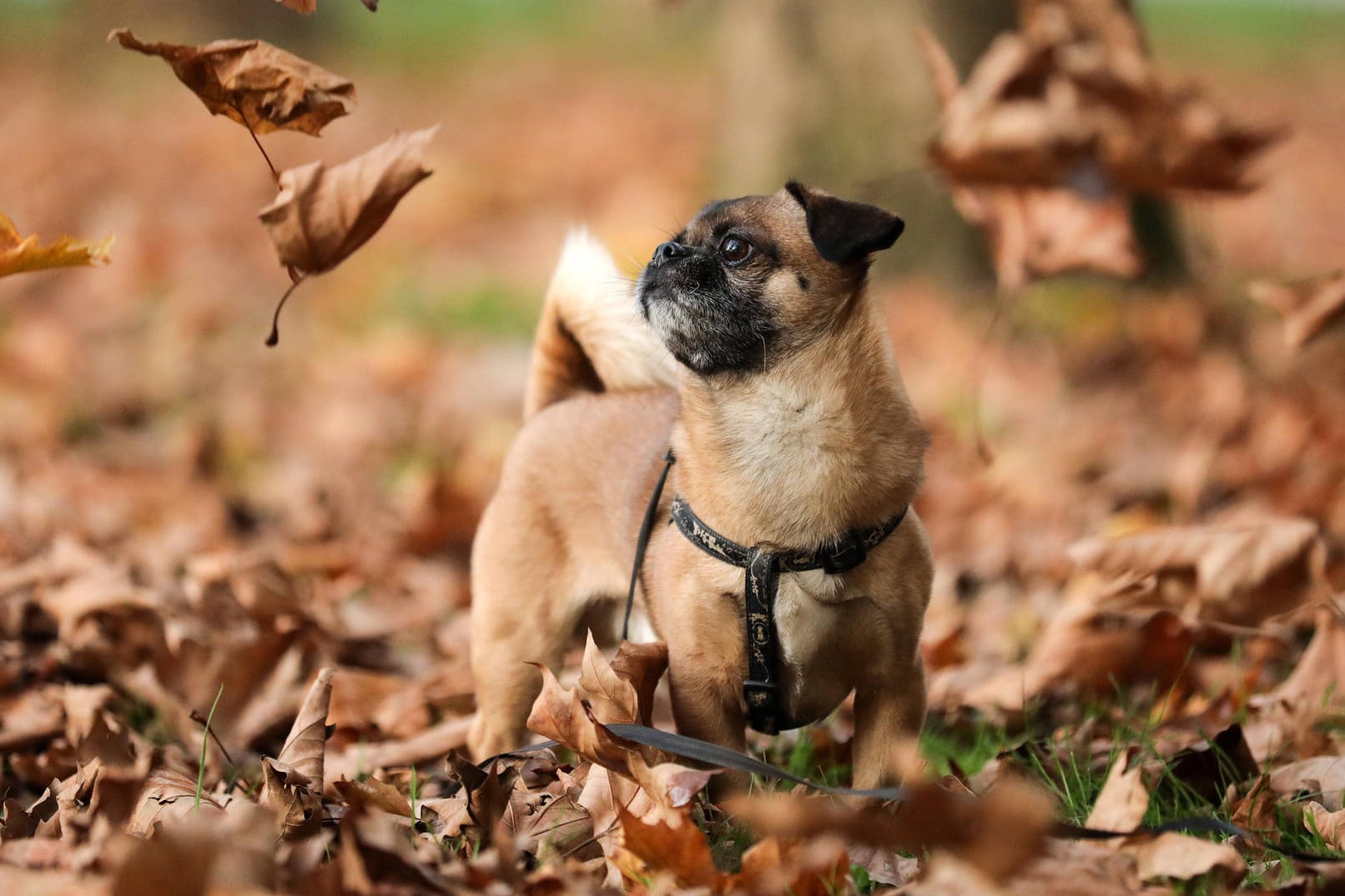 Ein Pekingese: Bevor Sie sich für einen Hund als Haustier entscheiden, sollten Sie diese Punkte bedenken.