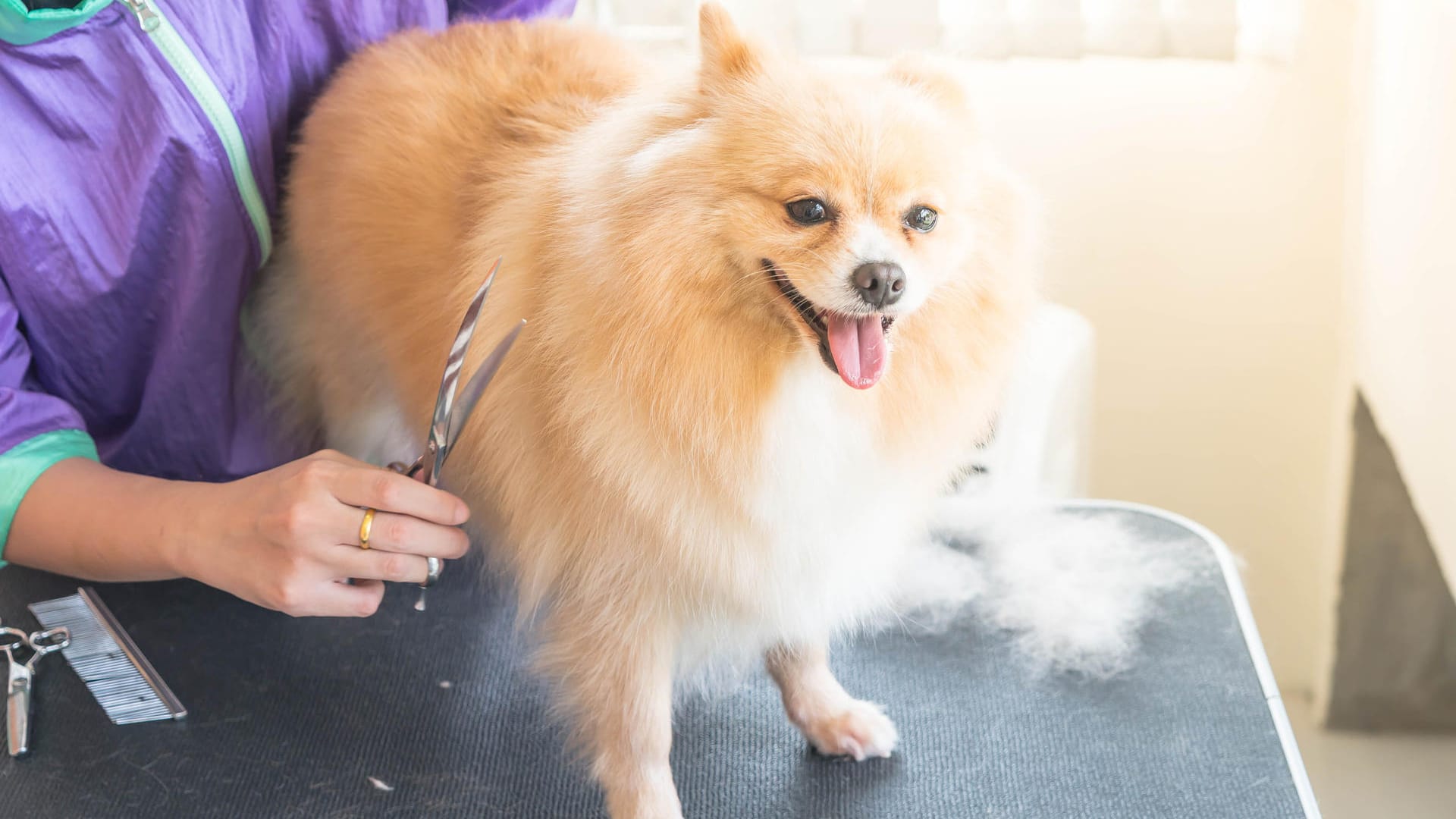 Ein Zwergspitz im Hundesalon: Bei einigen Hunderassen muss das Fell regelmäßig gestutzt werden.