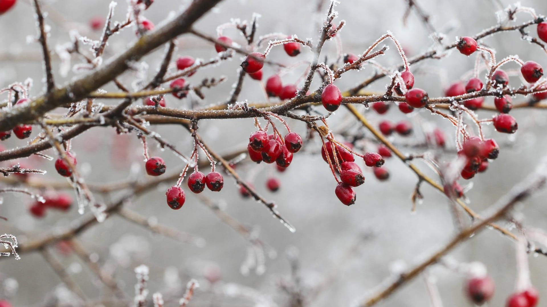 Winter: Auch, wenn der Garten jetzt trist wirkt, so können Sie mit der richtigen Planung auf eine Oase im Frühling und Sommer hoffen.