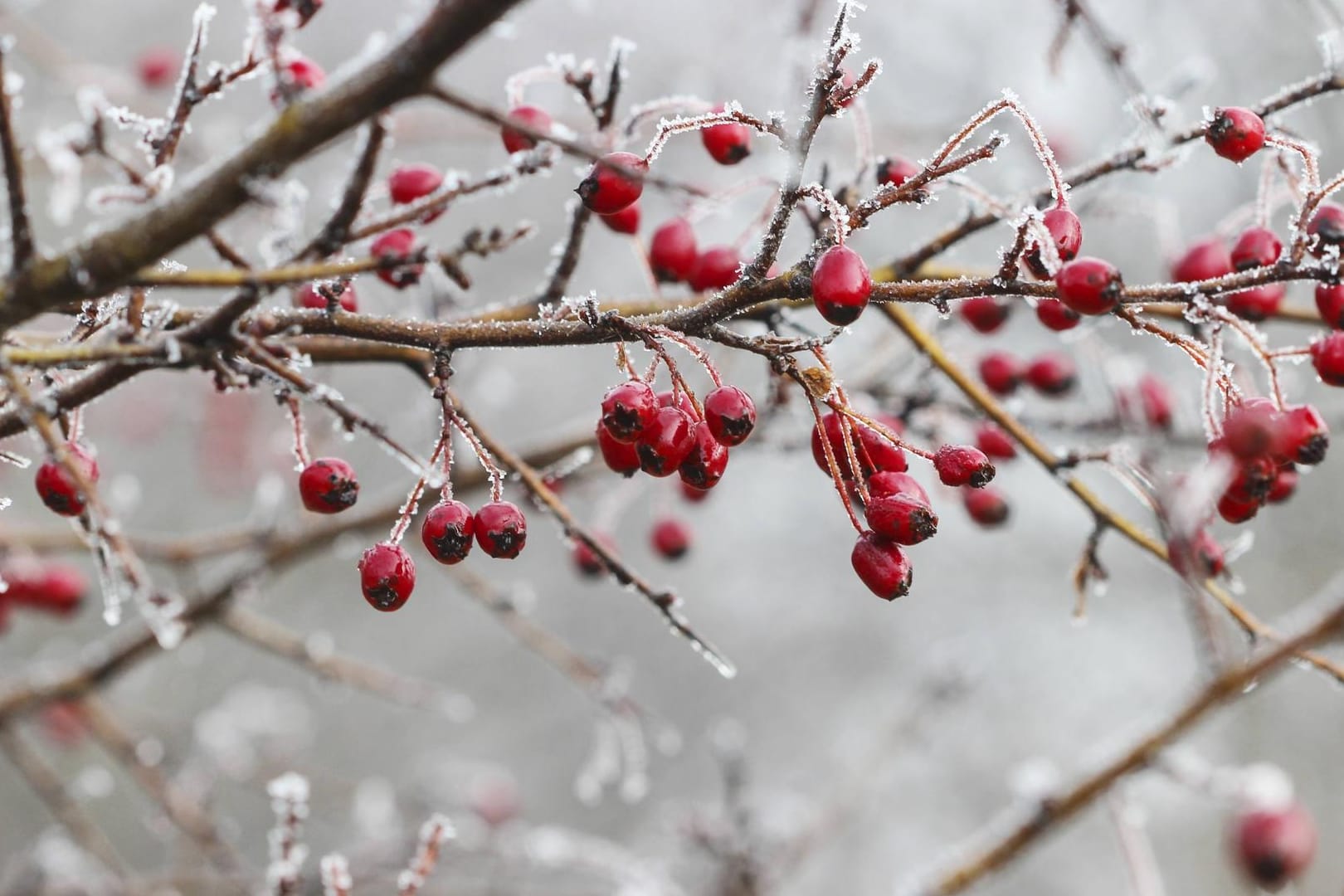 Winter: Auch, wenn der Garten jetzt trist wirkt, so können Sie mit der richtigen Planung auf eine Oase im Frühling und Sommer hoffen.